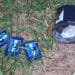DISE apreende cocaína enterrada em canavial #PraCegoVer imagem mostra material apreendido pela Polícia Civil após ação com apoio de cão farejador em área rural