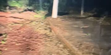 ROMU resgata criança presa em lamaçal — #PraCegoVer: guarda municipal atravessa uma área de mata durante o resgate de um menino de 11 anos que estava atolado e sem conseguir se movimentar.