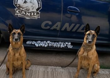 Canil da GCM apreende 701 gramas de maconha enterradas em plantação de bambus em Santa Bárbara d’Oeste