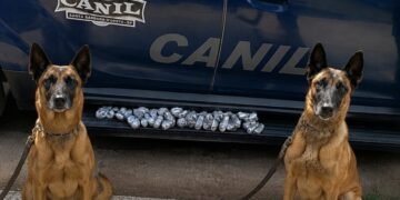 Canil da GCM apreende 701 gramas de maconha enterradas #PraCegoVer: tabletes e porções de maconha apreendidos após serem localizados pelas cadelas de faro Tandera e Kira em uma plantação de bambus no Bosque das Árvores, em Santa Bárbara d’Oeste.