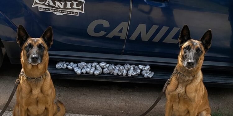 Canil da GCM apreende 701 gramas de maconha enterradas em plantação de bambus em Santa Bárbara d’Oeste