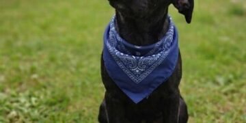 evento de adoção de cães do Canil Municipal. #PraCegoVer foto do evento