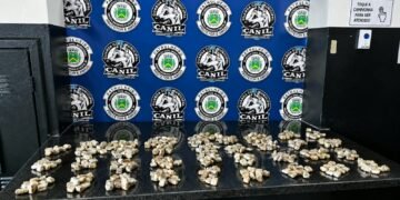 376 porções de maconha apreendidas pelo Canil da GCM em Santa Bárbara d'Oeste. #PraCegoVer: Registro da apreensão de drogas realizada pela Guarda Civil Municipal após trabalho de faro da cadela Kira.