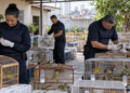 GCM apreende 400 aves na zona leste