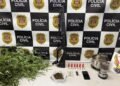 DISE prende empresário por tráfico de drogas em chácara com estufa de maconha em Sumaré