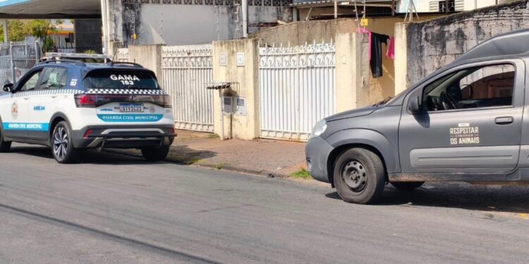 GAMA prende mulher por maus-tratos a animais em Americana. #PraCegoVer: Dois cães resgatados após denúncia de maus-tratos no Jardim São Manoel.