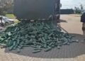 intercepta mais de três toneladas de maconha #PraCegoVer: carga de maconha apreendida pela Polícia Rodoviária Federal após abordagem a um caminhão bitrem.