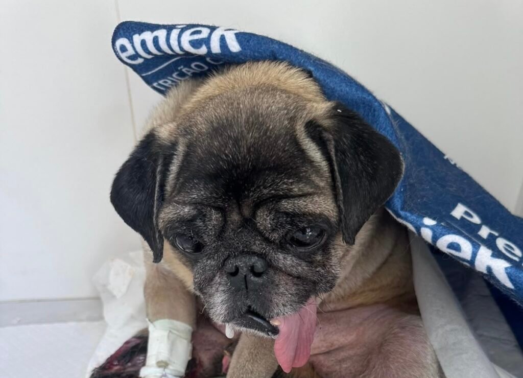 GAMA prende mulher por maus-tratos a cão no Parque Novo Mundo em Americana