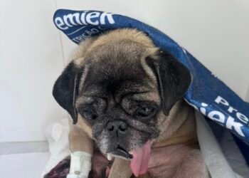 GAMA prende mulher por maus-tratos a cão no Parque Novo Mundo em Americana