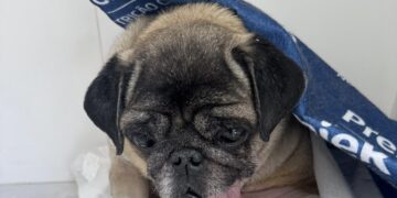 GAMA prende mulher por maus-tratos a cão no Parque Novo Mundo em Americana