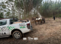 palmitos juçara apreendidos em São Miguel Arcanjo. palmitos-juçara apreendidos em São Miguel Arcanjo #PraCegoVer policia ambiental captura palmitos