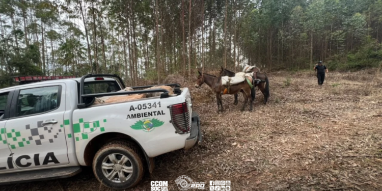 palmitos juçara apreendidos em São Miguel Arcanjo. palmitos-juçara apreendidos em São Miguel Arcanjo #PraCegoVer policia ambiental captura palmitos