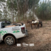 palmitos juçara apreendidos em São Miguel Arcanjo. palmitos-juçara apreendidos em São Miguel Arcanjo #PraCegoVer policia ambiental captura palmitos