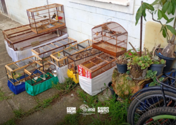 PM Ambiental apreende 58 aves silvestres em São Sebastião. #PraCegoVer captura aves silvestres