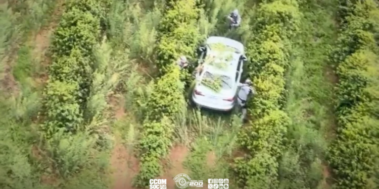 carro usado em roubo a residência em Bauru #PraCegoVer veículo abandonado na plantação